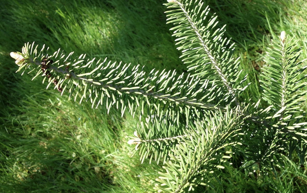 Close-up of Canaan Fir needles and branches